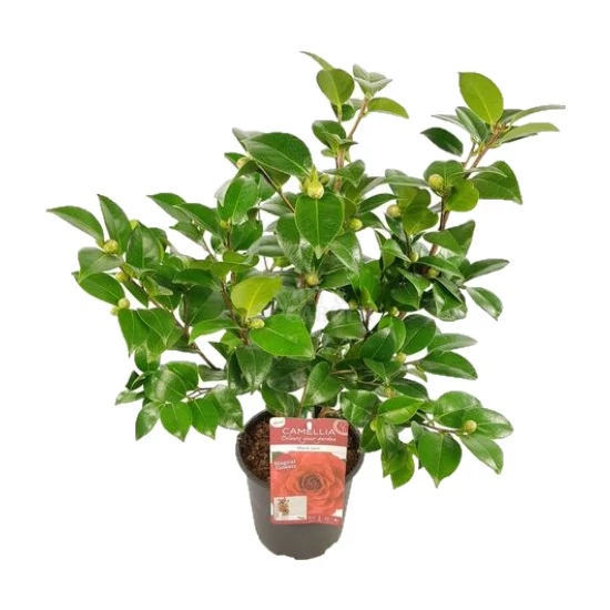 Camellia japonica / Japán kamélia