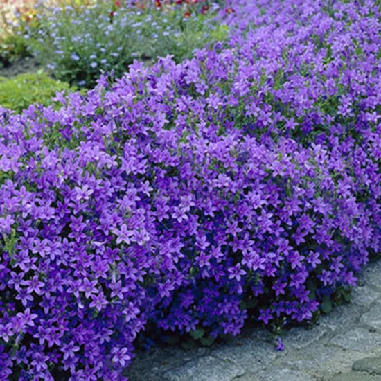 Campanula portenschlagiana 'Blue Gown' / Dalmát harangvirág