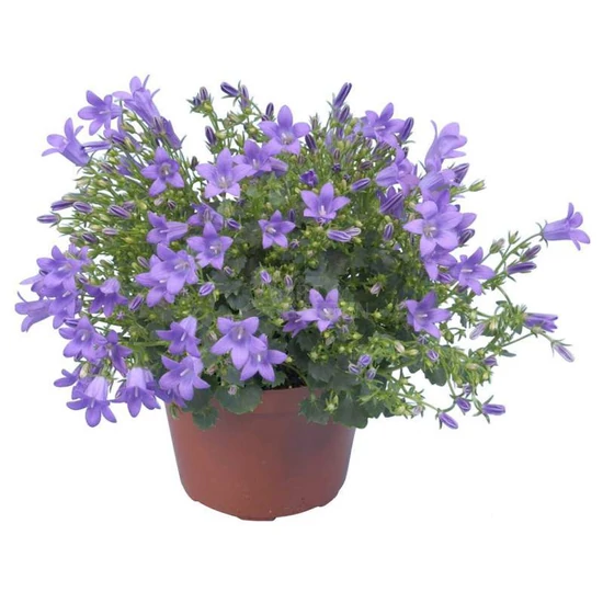 Campanula portenschlagiana / Dalmát harangvirág
