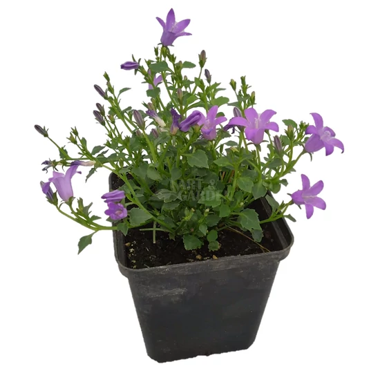 Campanula portenschlagiana / Dalmát harangvirág