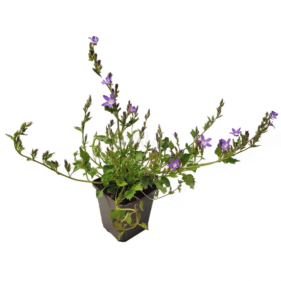 Campanula poscharskyana 'Stella' / Balkáni harangvirág