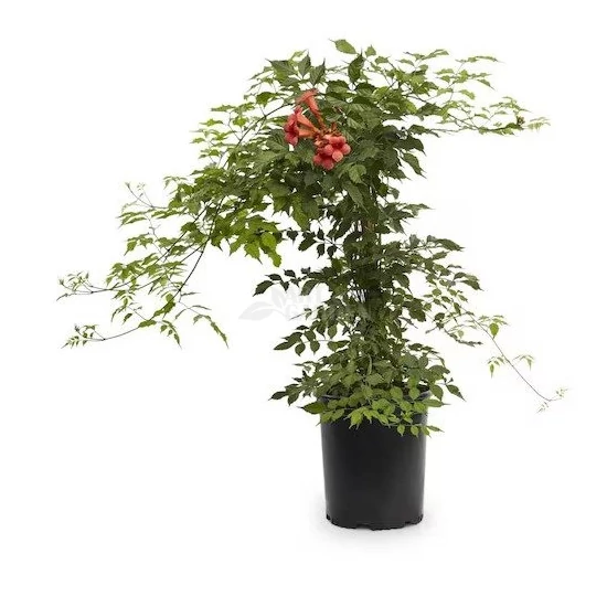 Campsis radicans / Amerikai trombitafolyondár