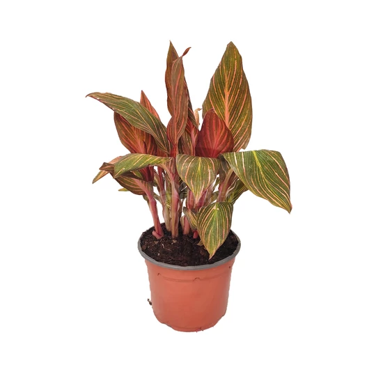 Canna indica 'Tropicanna' / Tarka levelű rózsanád