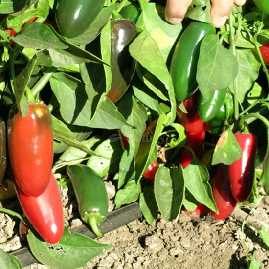'Jaladuro' F1 jalapeno paprika palánta