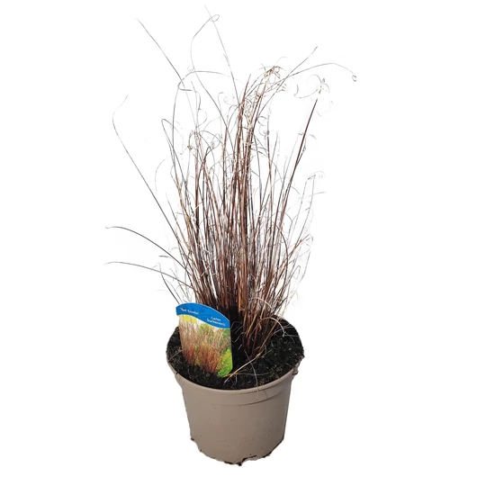 Carex buchananii ‘Red Rooster’ / Bőrlevelű sás