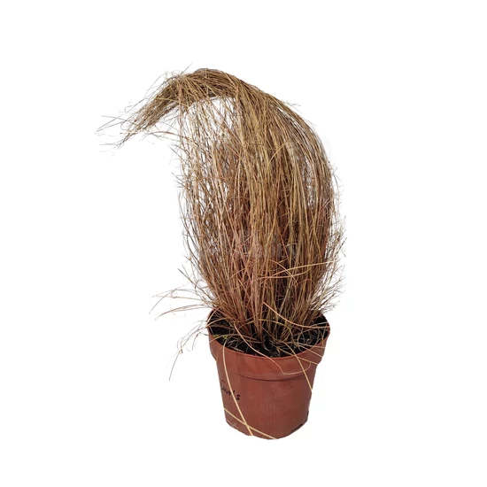 Carex comans ‘Bronze Curls’ / Bronz sás