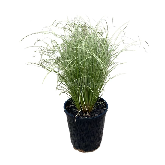 Carex comans ‘Frosted Curls’ / Új-Zélandi sás