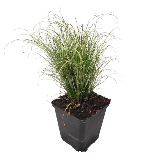 Carex comans ‘Frosted Curls’ / Új-Zélandi sás