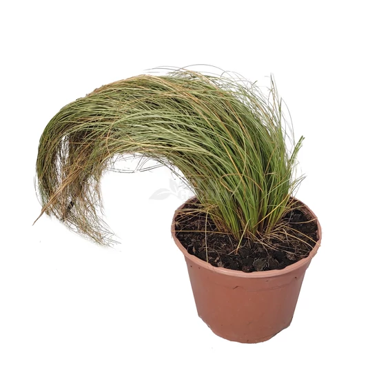 Carex comans ‘Frosted Curls’ / Új-Zélandi sás