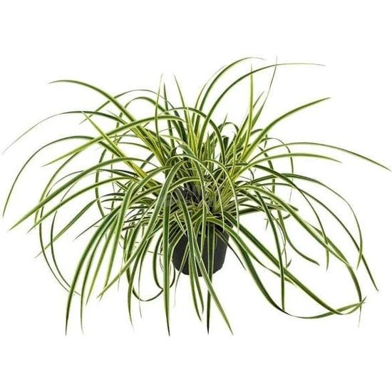 Carex morrowii 'Ice Dance' / Tarka sás