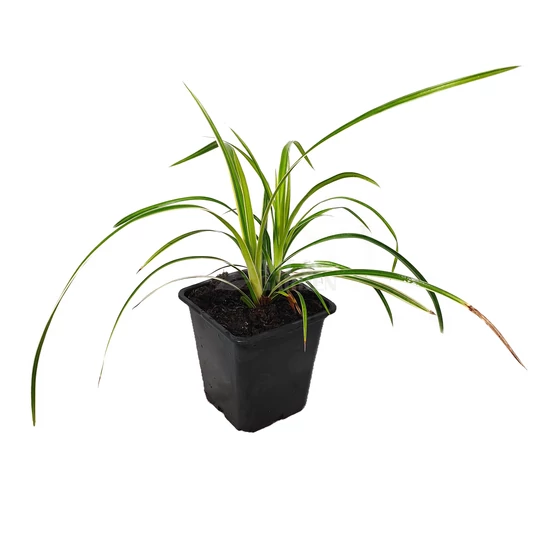 Carex morrowii 'Ice Dance' / Tarka sás