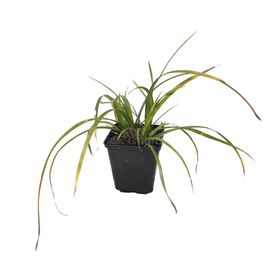 Carex morrowii 'Irish Green' / Japán díszsás
