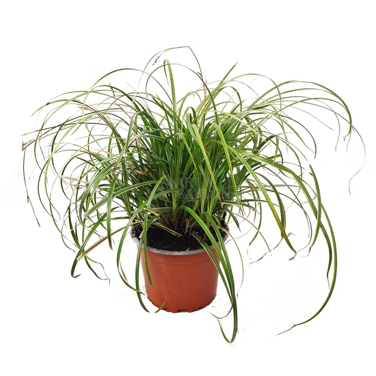 Carex 'Silver Sceptre'  / Japán sás