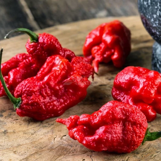 'Carolina Reaper' chilipaprika palánta