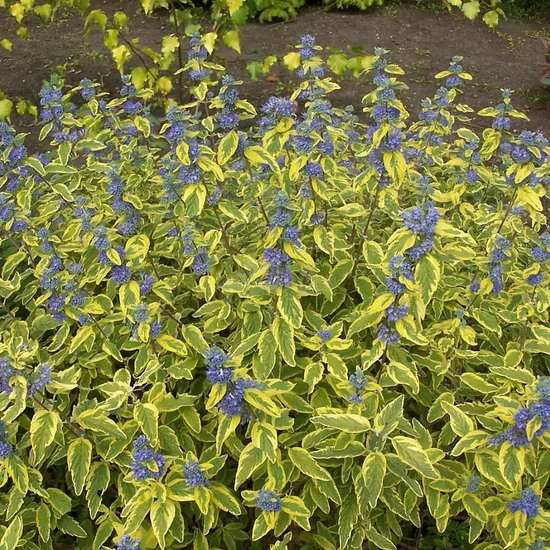 Caryopteris x clandonensis 'Summer Sorbet' / Tarka lombú kékszakáll