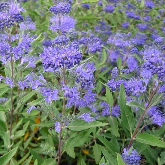 Caryopteris x clandonensis 'Heavenly Blue' / Angol kékszakáll