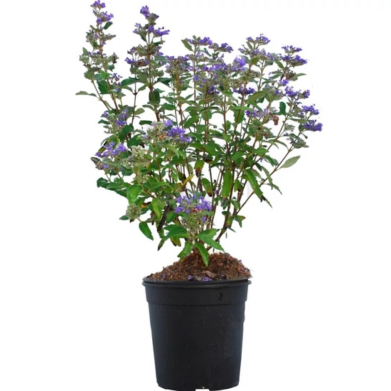 Caryopteris x clandonensis 'Grand Bleu' / Kékszakáll