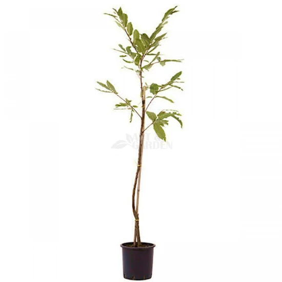 Castanea sativa / Szelídgesztenye fa