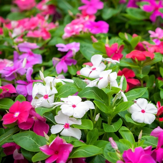 Catharanthus roseus / Egynyári vinca, rózsameténg