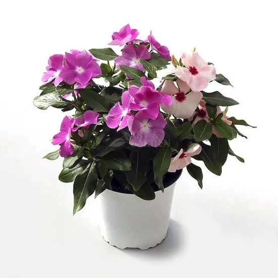 Catharanthus roseus / Egynyári vinca, rózsameténg