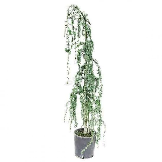 Cedrus atlantica 'Glauca pendula' / Csüngő atlasz cédrus