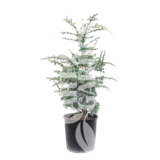 Cedrus atlantica 'Glauca' / Kék atlasz cédrus
