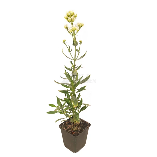 Centranthus ruber 'Albus' / Fehér sarkantyúvirág