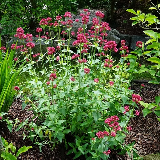 Centranthus ruber 'Coccineus' / Piros sarkantyúvirág