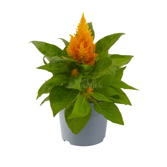 Celosia argentea var. plumosa 'Kimono Mix' / Tollas celózia