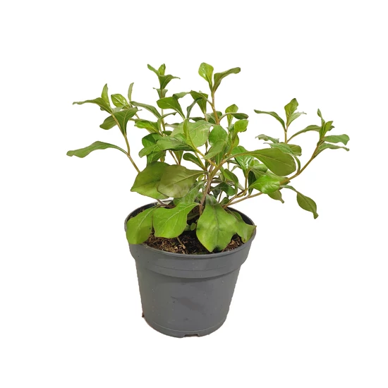Ceratostigma plumbaginoides / Tarackoló kékgyökér