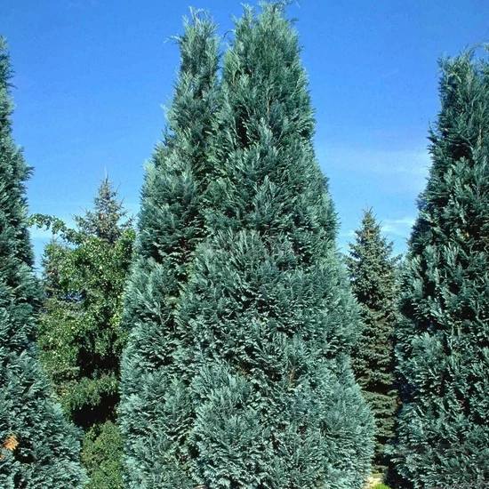 Chamaecyparis lawsoniana 'Pelt's Blue' / Kék hamisciprus (földlabdás)