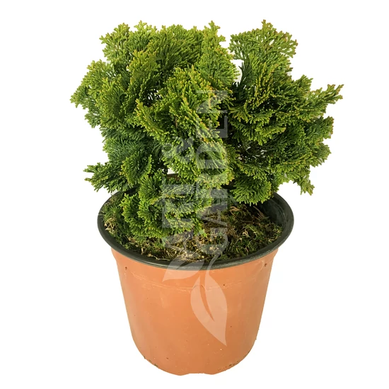 Chamaecyparis obtusa 'Nana Gracilis' / Hinoki álciprus
