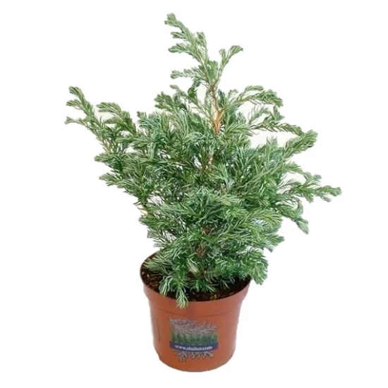 Chamaecyparis pisifera 'Boulevard' / Szavara hamisciprus