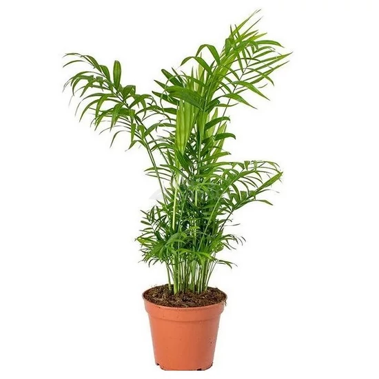 Chamaedorea elegans / Gyompálma