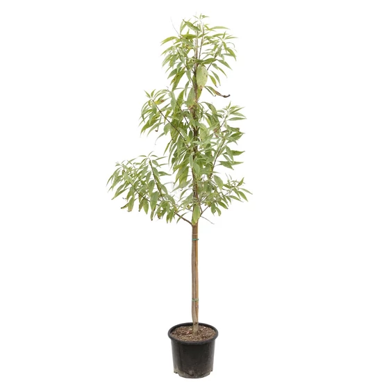Chitalpa x tashkentensis / Tashkenti trombitafa