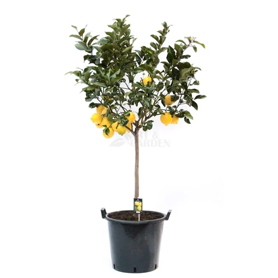 Citrus limonum / Termő citromfa