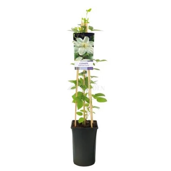 Clematis 'Guernsey Cream' / Fehér virágú korai iszalag