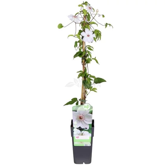 Clematis 'Miss Bateman' / Fehér virágú iszalag