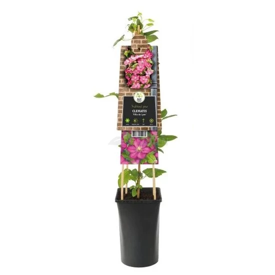 Clematis 'Ville de Lyon' / Rózsaszín virágú iszalag