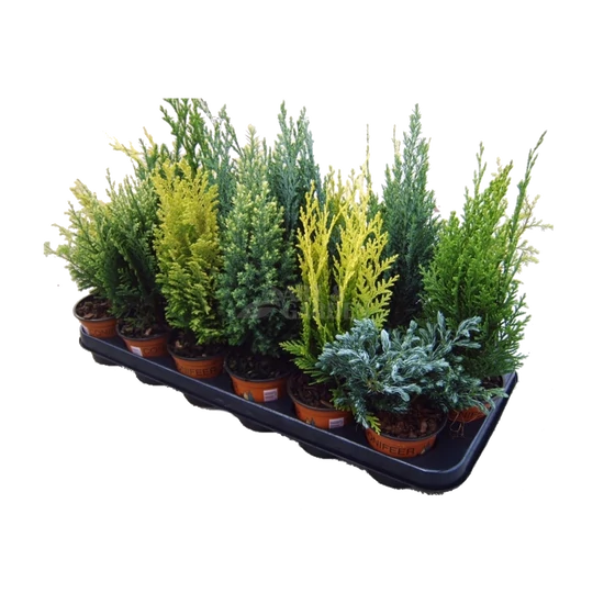 Conifera mix / Örökzöld mix
