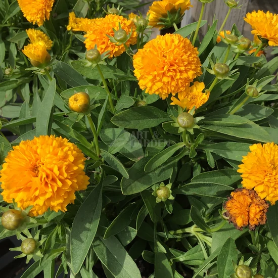 Coreopsis grandiflora 'Golden Sphere' / Nagyvirágú menyecskeszem