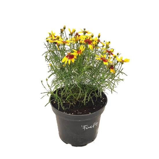 Coreopsis verticillata 'Firefly' / Piros-sárga virágszínű keskenylevelű menyecskeszem