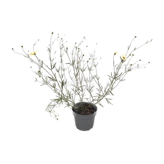 Coreopsis verticillata 'Moonbeam' / Keskenylevelű menyecskeszem