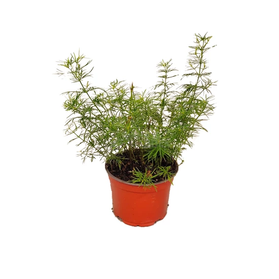 Coreopsis verticillata 'Zagreb' / Sárga virágszínű keskenylevelű menyecskeszem