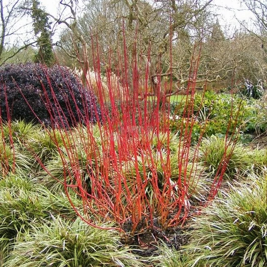 Cornus alba / Fehér som