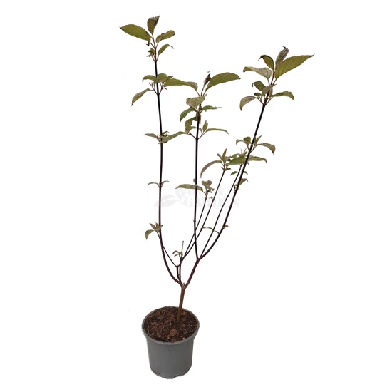 Cornus alba 'Kesselringii' / Feketevesszejű som