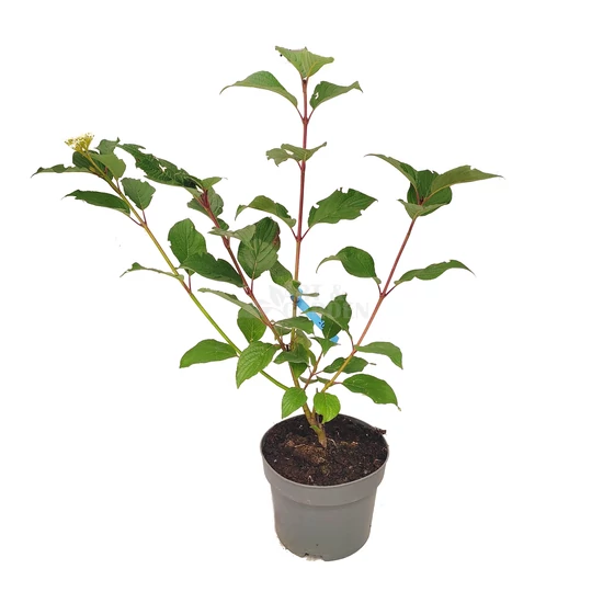 Cornus alba 'Siberian Pearls' / Piros vesszős fehér som