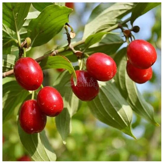 Cornus mas / Húsos som
