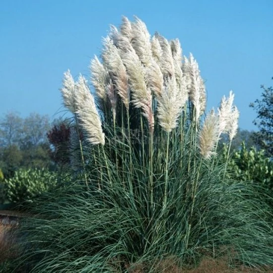 Cortaderia selloana 'White Plumes' / Fehér kalászú ezüstös pampafű