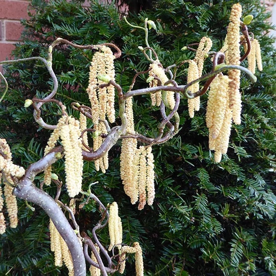 Corylus avellana 'Contorta' / Csavart vesszejű mogyoró bokor